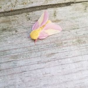 Meet your Posher, Karen